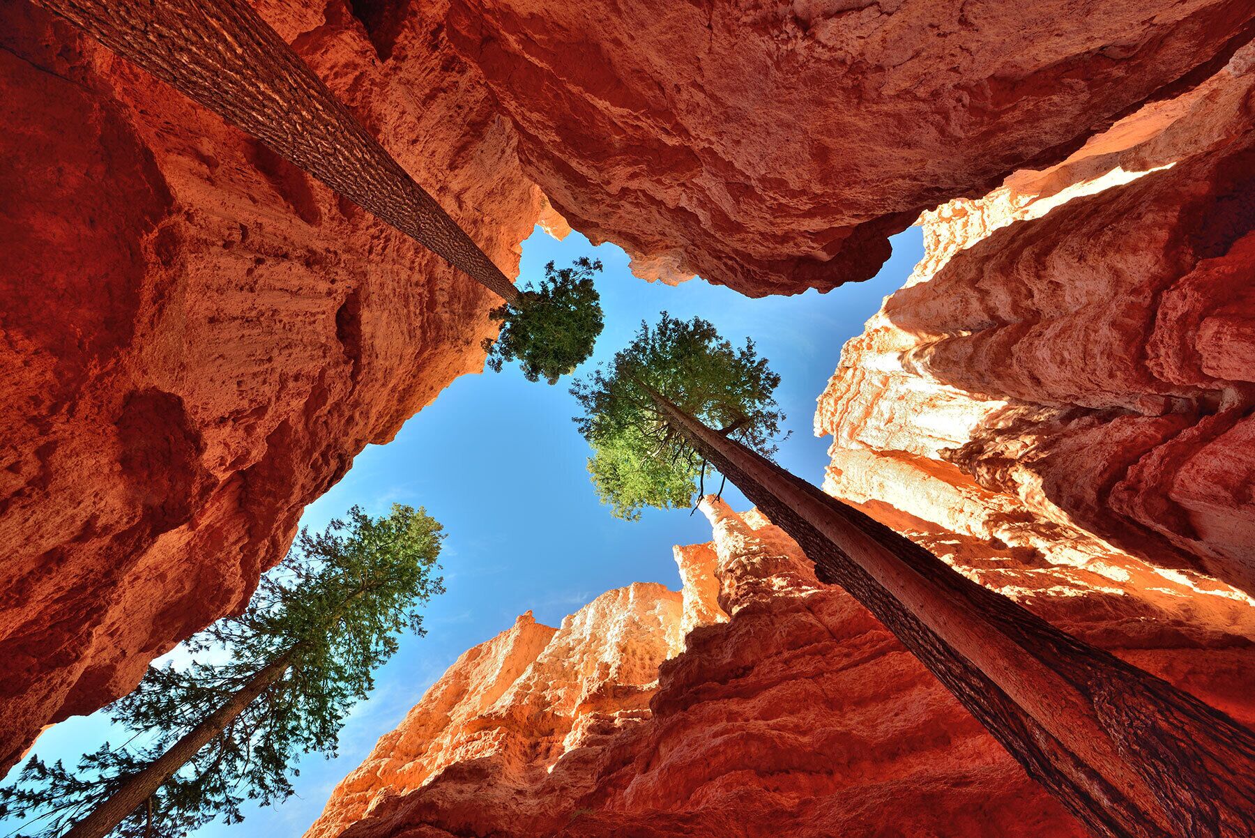 A canyon with tall red rock formations and trees.