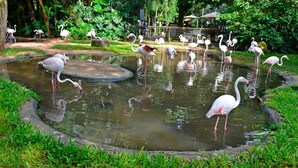 Um lago com flamingos em um jardim exuberante.
