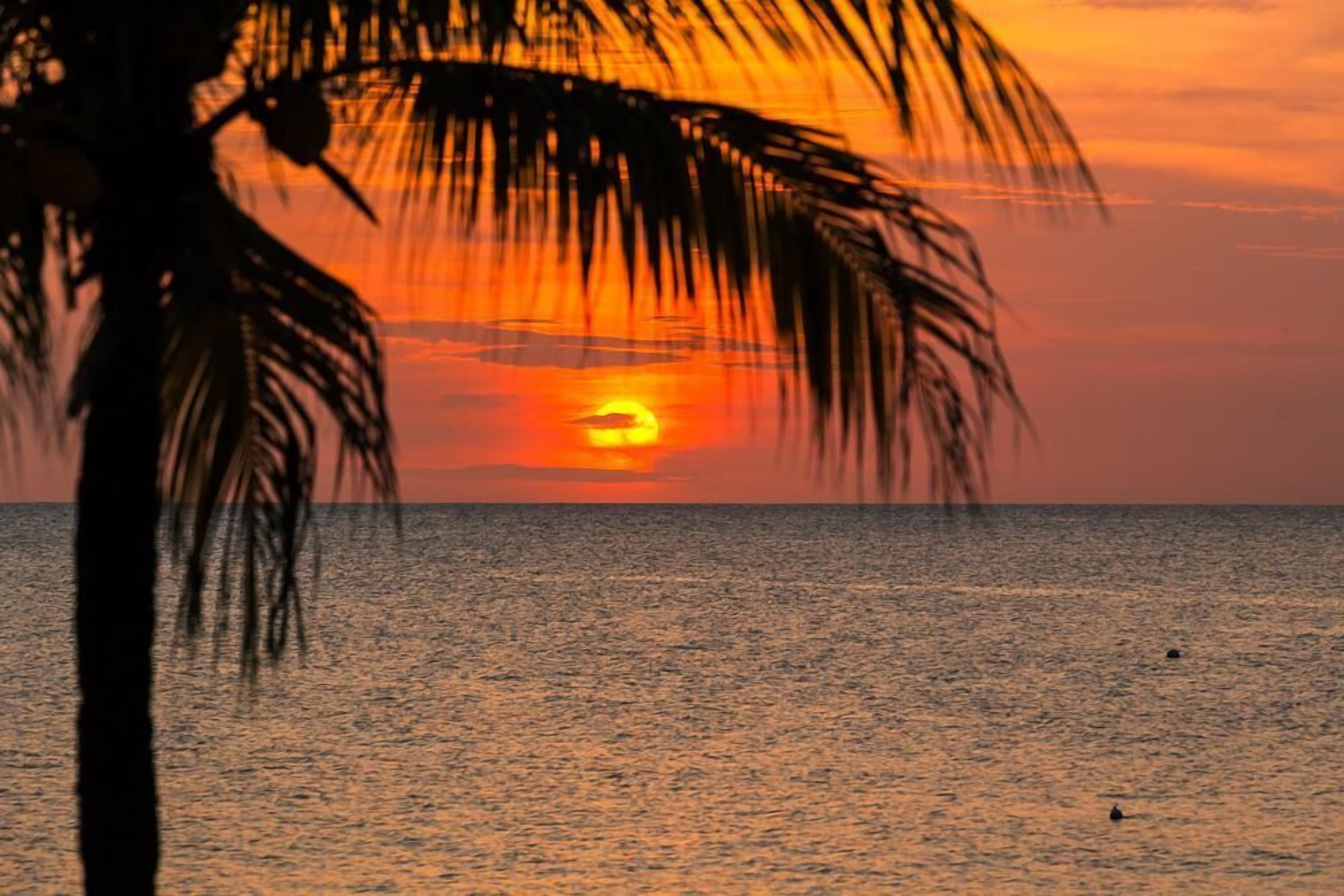 Tramonto sul mare calmo, con la sagoma di una palma.