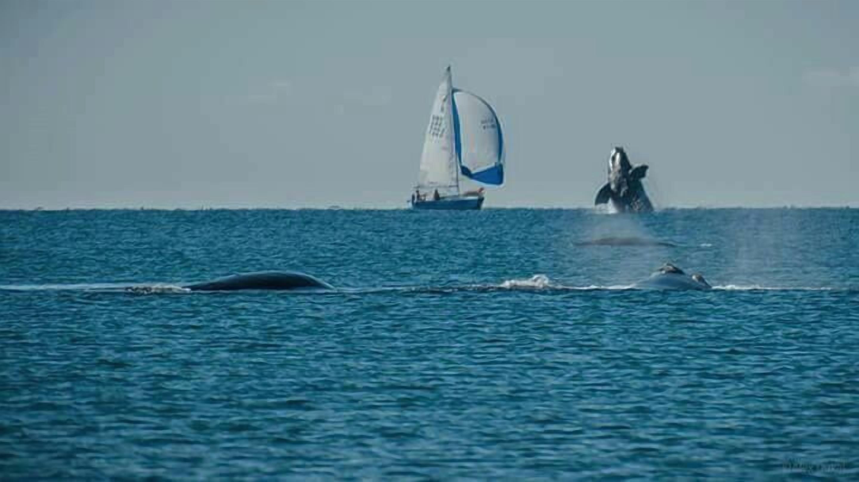 A sailboat on calm waters with two whales nearby.