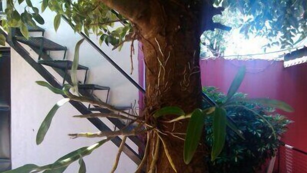 A tree with hanging roots, a staircase, and a red wall. - Posada La Alemana (Puerto Iguazu)
