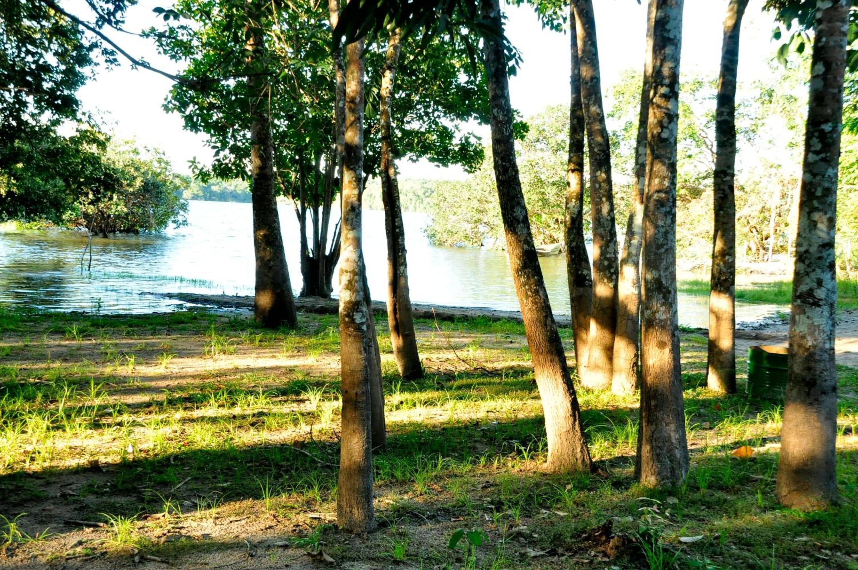 A natural setting with trees and a body of water.