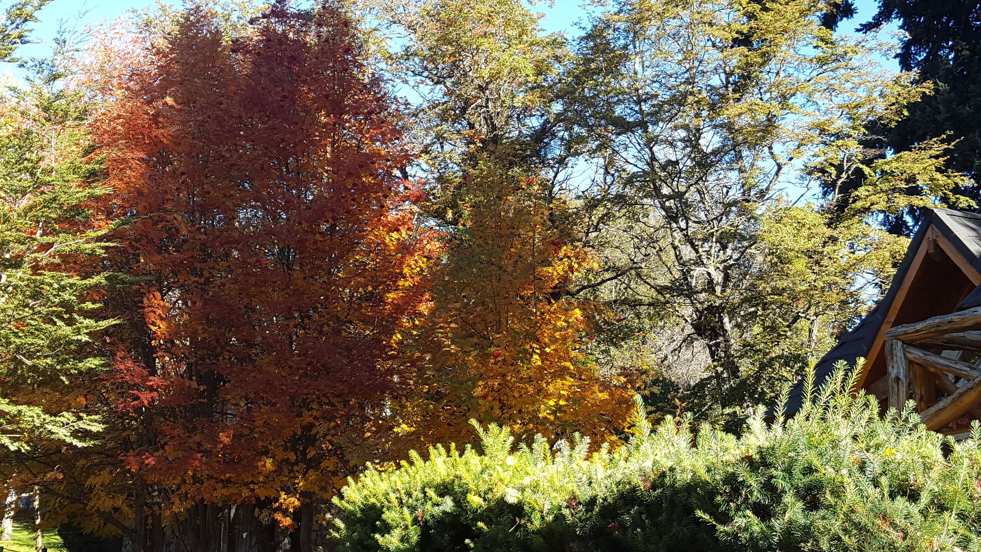 Tuin