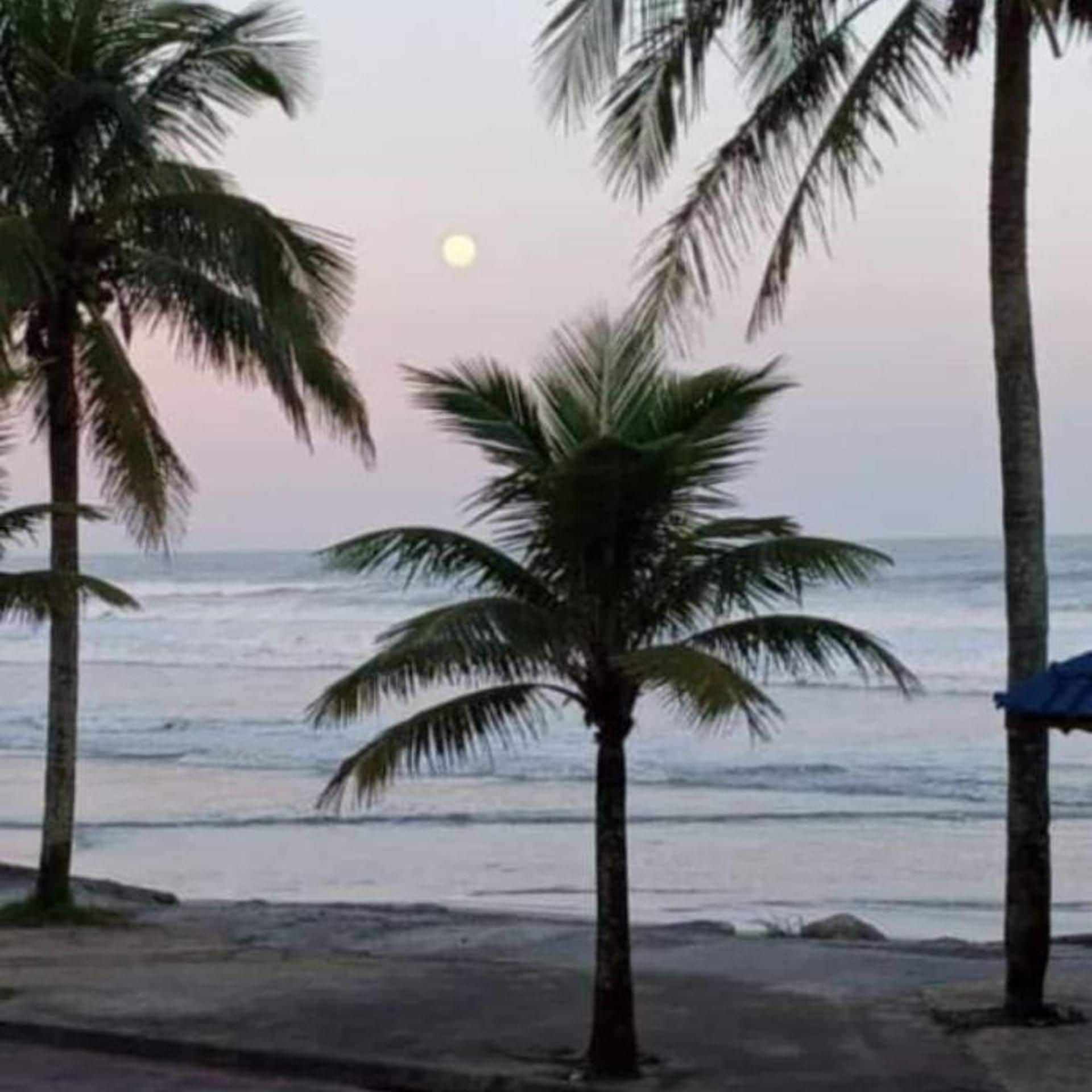 Uma praia com palmeiras e vista para o oceano.