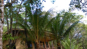 Une maison entourée d’une végétation tropicale luxuriante, notamment de palmiers et de divers arbustes.