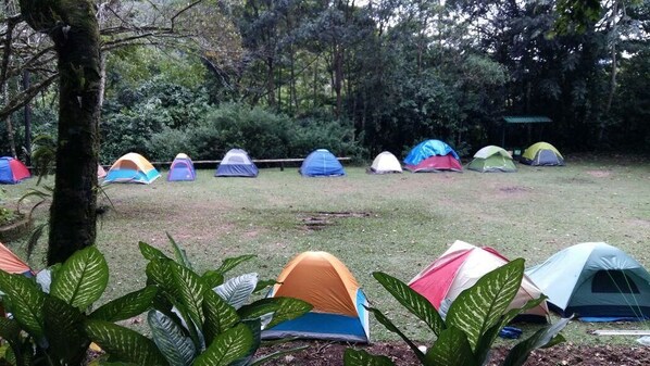 A campsite with multiple tents arranged in rows.