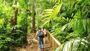A wooden staircase surrounded by dense green foliage. - Hotel Panacam Lodge (Santa Cruz de Yojoa)