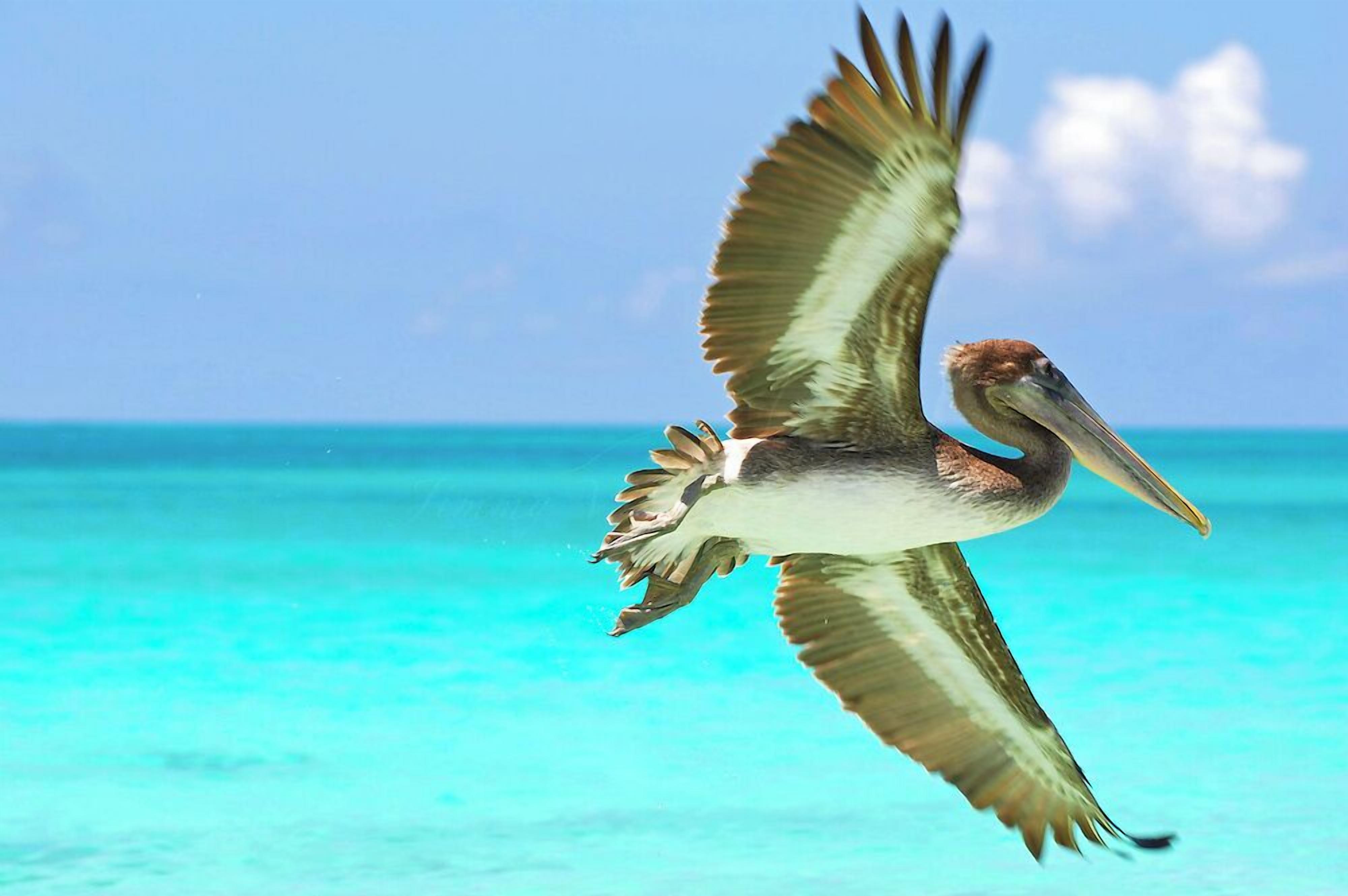 Foto - Posada Guaripete