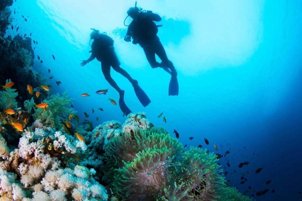 Zwei Taucher schwimmen in der Nähe eines Korallenriffs mit verschiedenen Fischen.