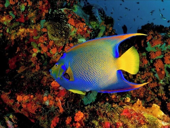 A fish with a blue body and yellow fins swimming near colorful coral. - Posada Guaripete (Los Roques)