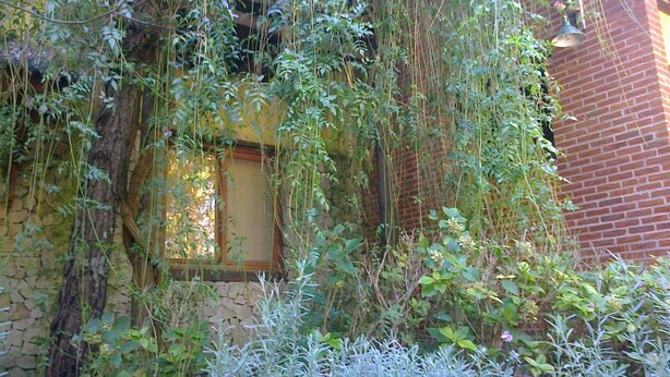 A rustic building with a stone wall and a wooden door, surrounded by dense vegetation and climbing plants. - Alma del Monte (Mar de las Pampas)