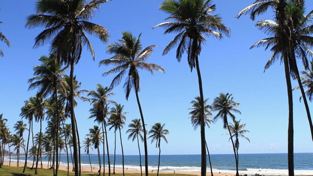 A beach with palm trees and a clear blue sky.