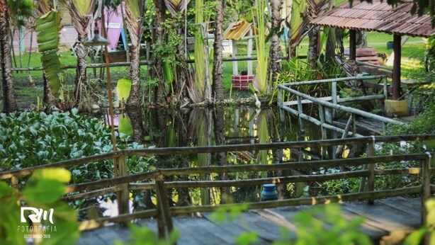 A wooden bridge over a pond with lush greenery and a small structure in the background.