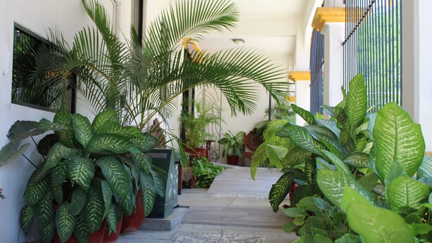 A narrow pathway lined with potted plants leading to a building entrance. - Hotel Arrecife Plus (Santa María Huatulco)