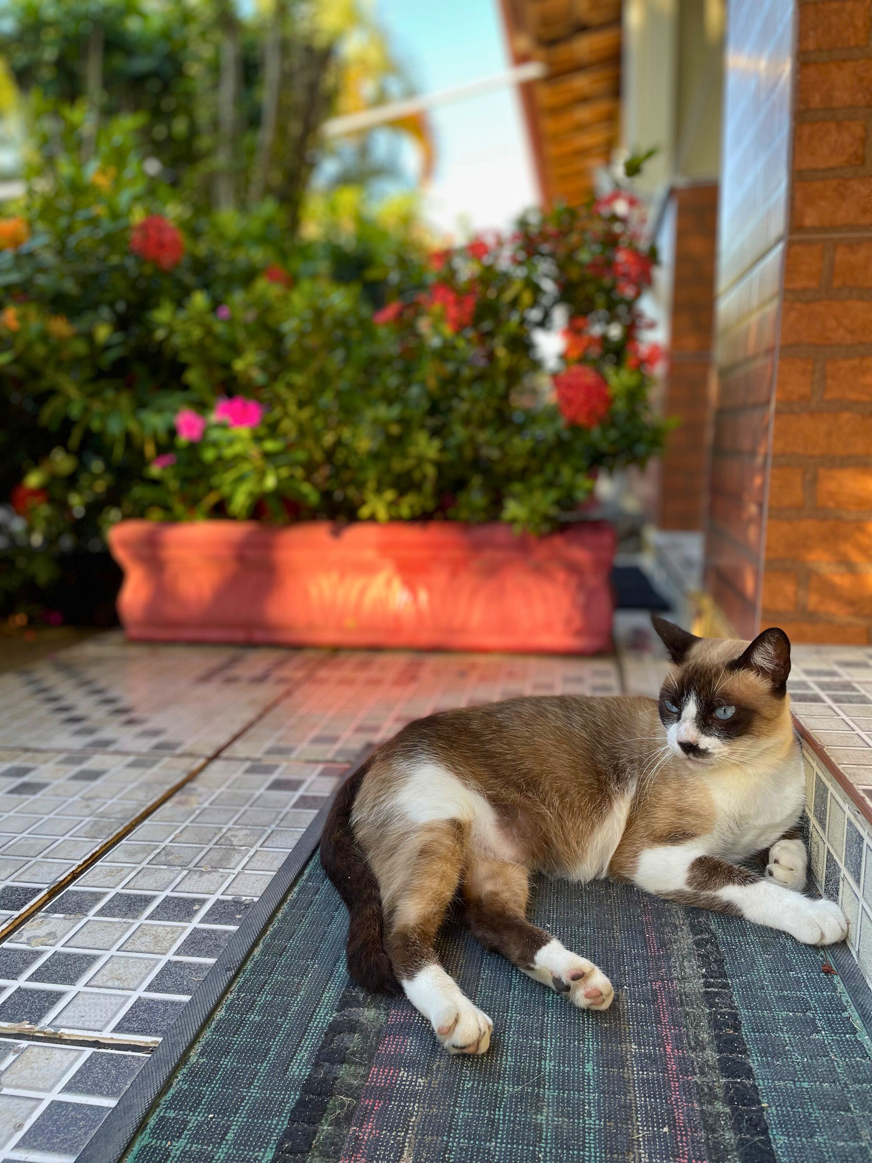 Un gato descansando sobre un tapete estampado frente a un edificio con una pared de ladrillo y una maceta roja al fondo.