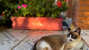 Un gato descansando sobre un tapete estampado frente a un edificio con una pared de ladrillo y una maceta roja al fondo.