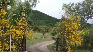 Un sentiero rurale circondato da alberi fioriti di giallo e una collina verde sullo sfondo.