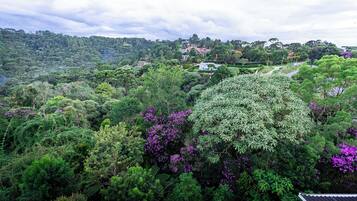 Uma paisagem exuberante e verdejante, com folhagem densa e algumas flores roxas.