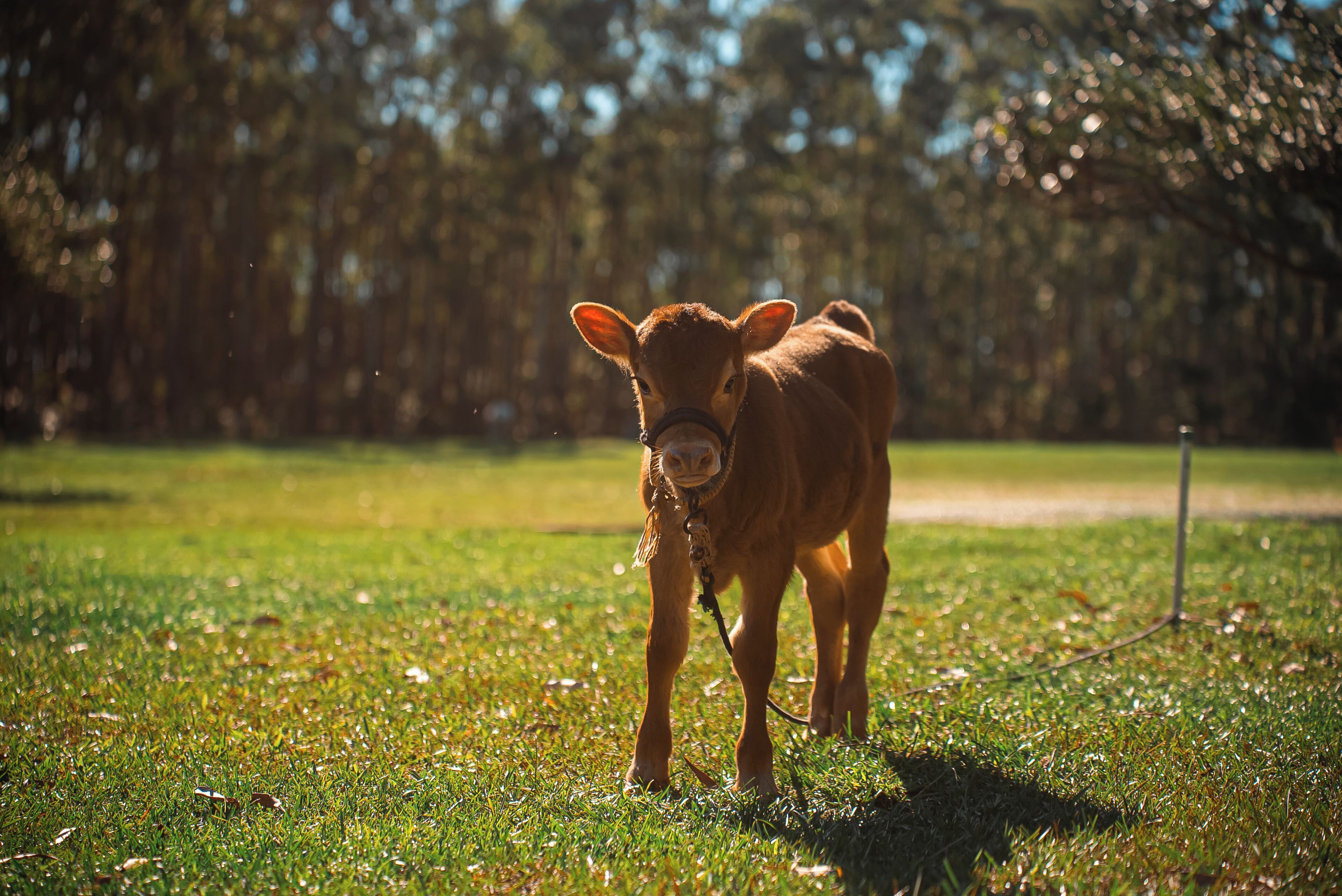 A grassy field with a single cow in the foreground.