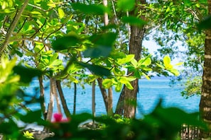 A tropical beach scene with dense foliage and trees. - Casa Flores (Roatan)