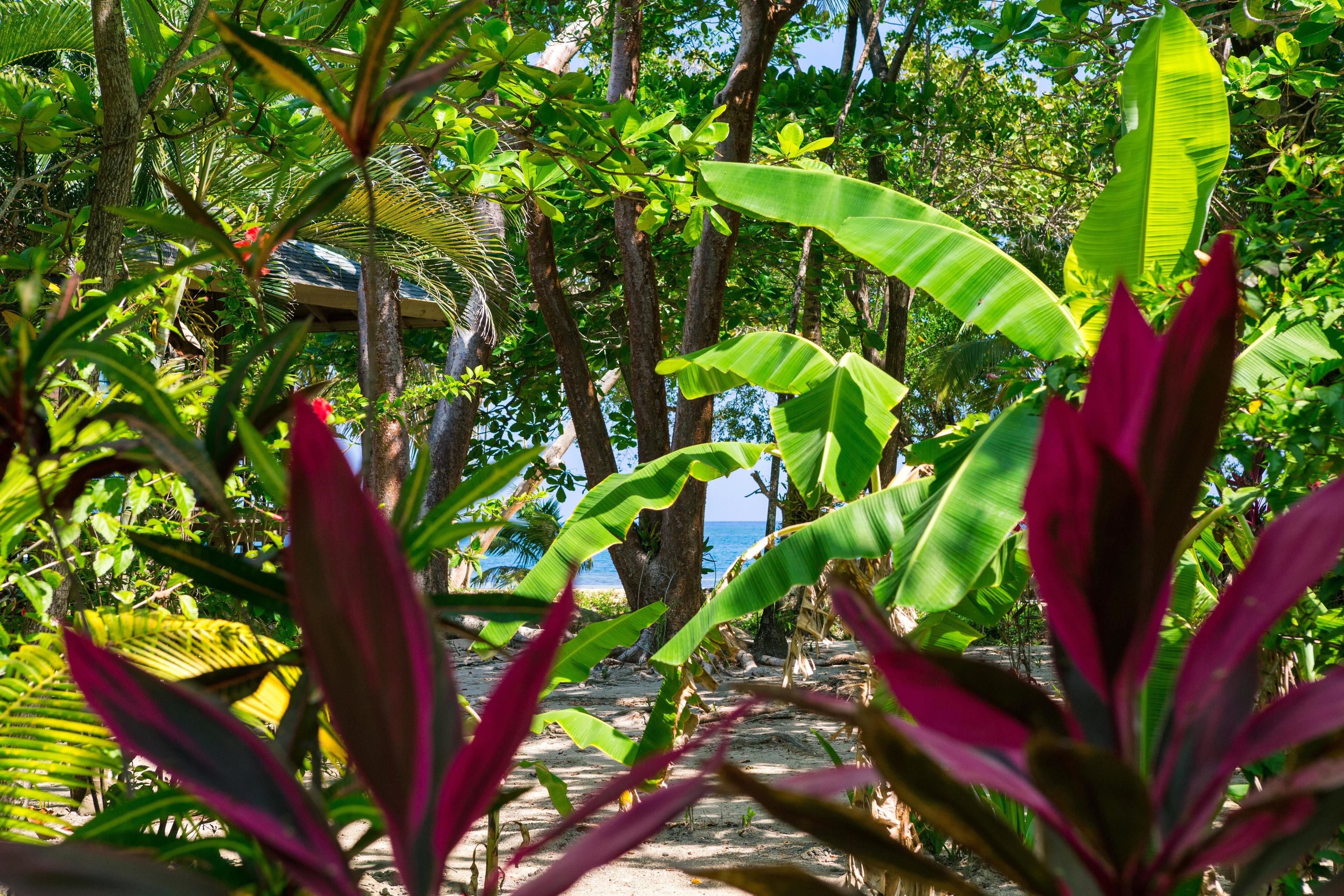 Un jardín tropical con diversas plantas y árboles que desemboca en una playa.