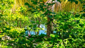 Un jardí tropical exuberant amb vegetació densa i una estructura amb teulada de palla.