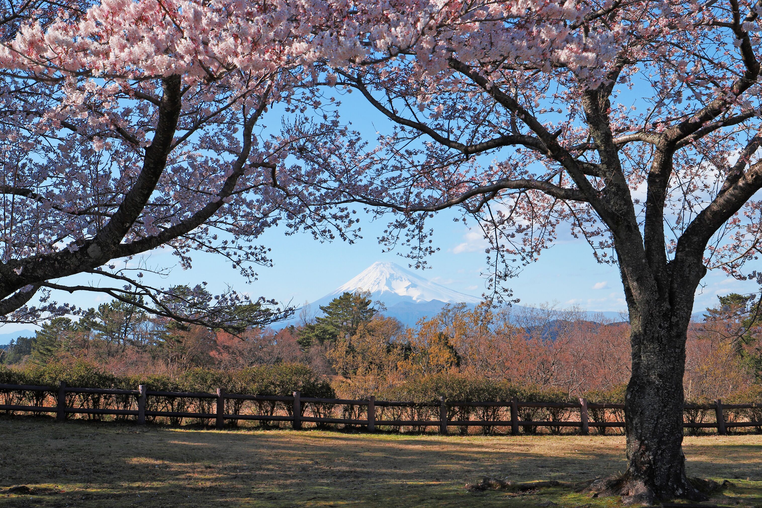 A cherry blossom tree with a view of a mountain in the background.
