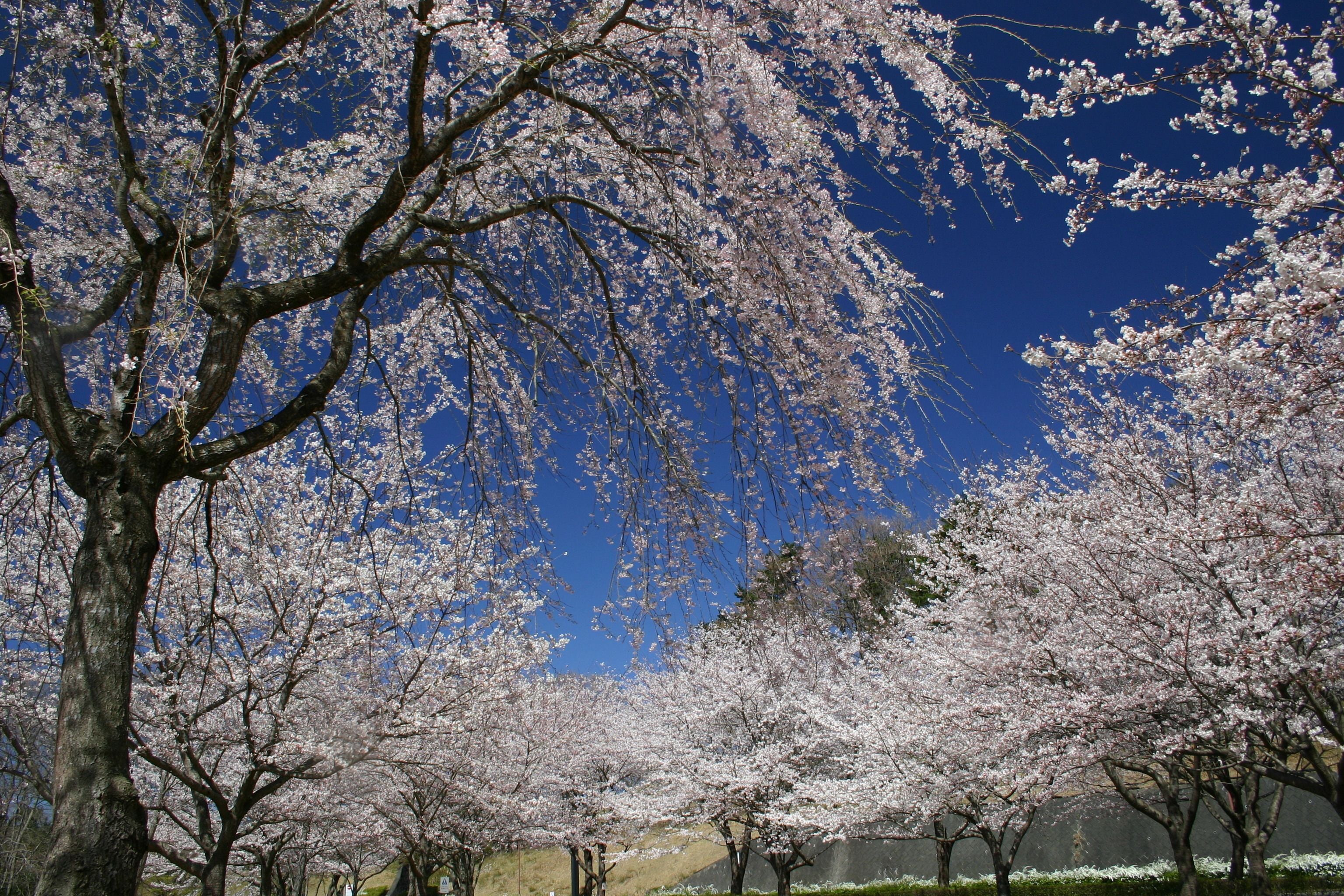 A row of cherry blossom trees in full bloom against a clear blue sky.