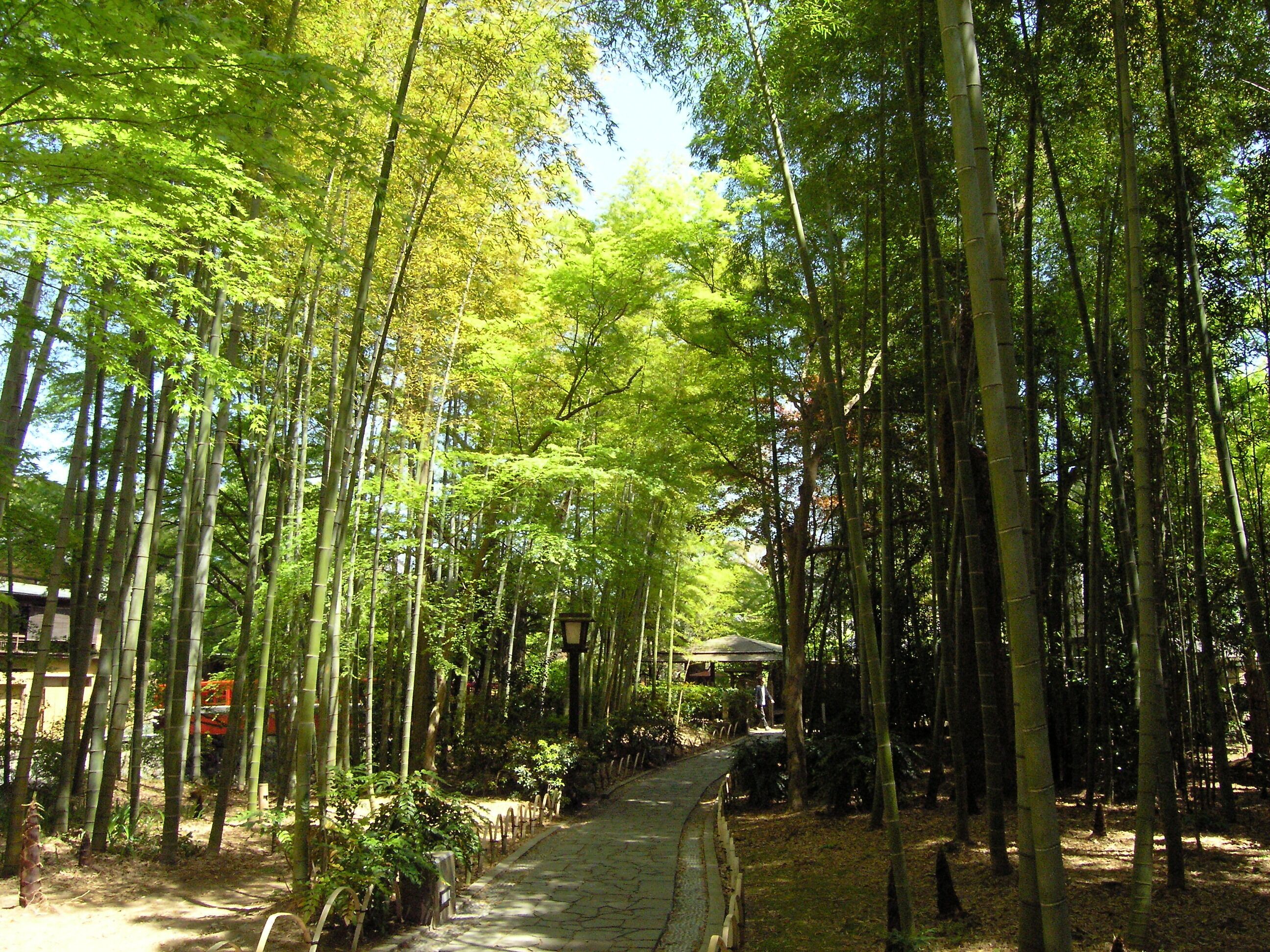 A pathway through a bamboo forest with a small structure in the distance.