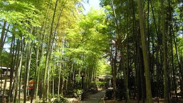 A pathway through a bamboo forest with a small structure in the distance.
