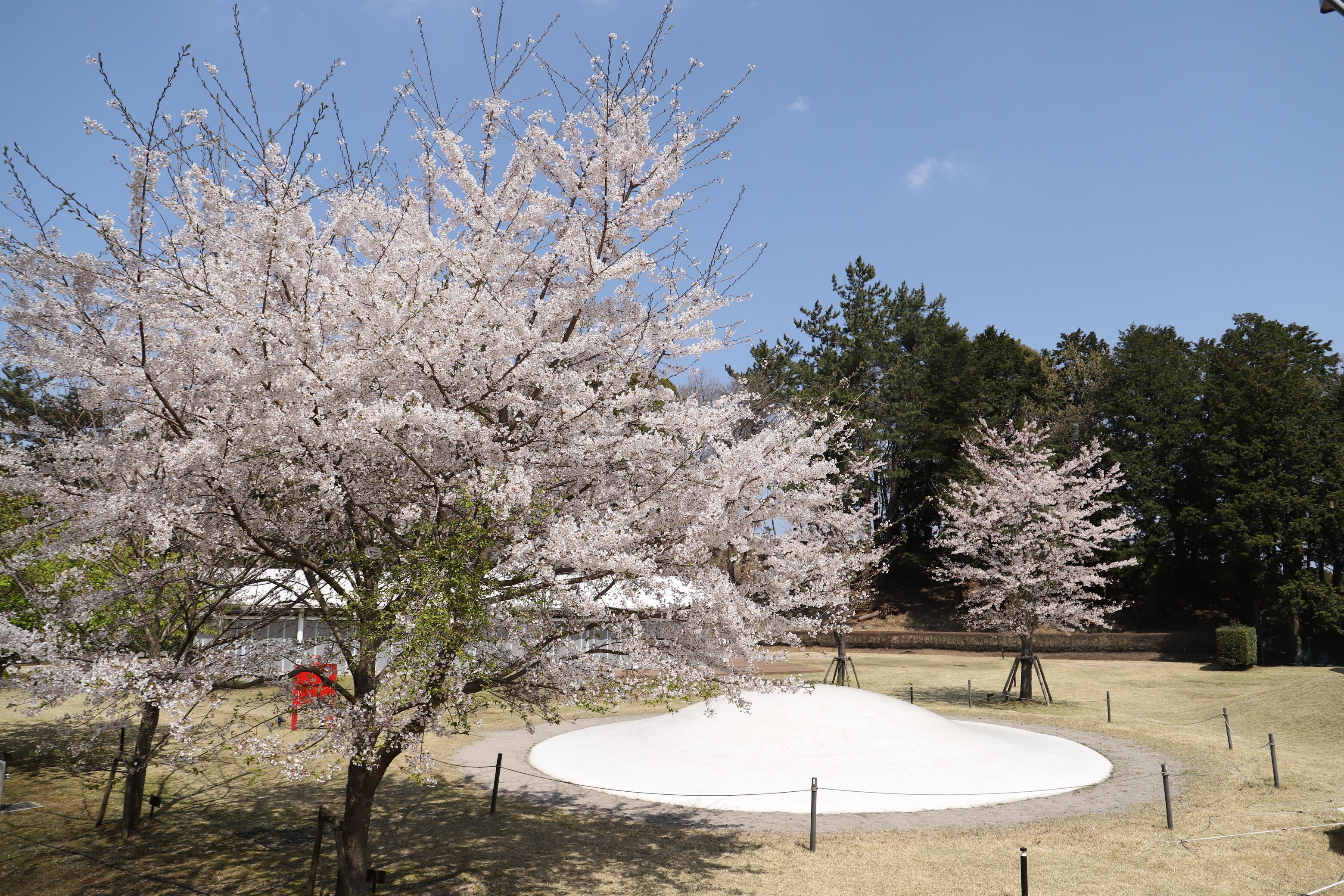 A park with cherry blossom trees, a circular white area, and a red sculpture.