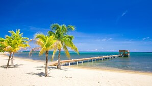A beach with palm trees, a wooden pier, and clear blue water. - Lawson Rock Parrotfish 206 (Roatan)
