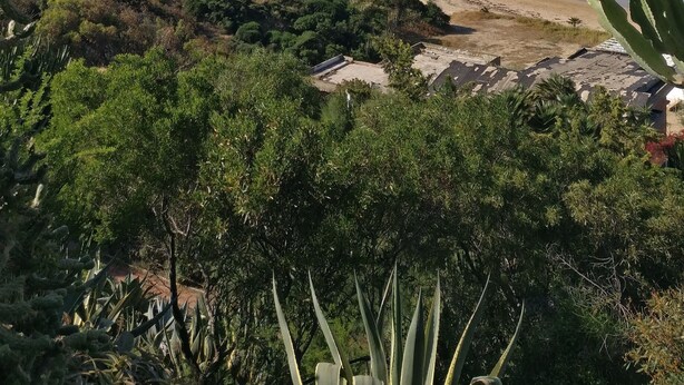 Un paisaje costero con playa, cactus y cielo despejado.
