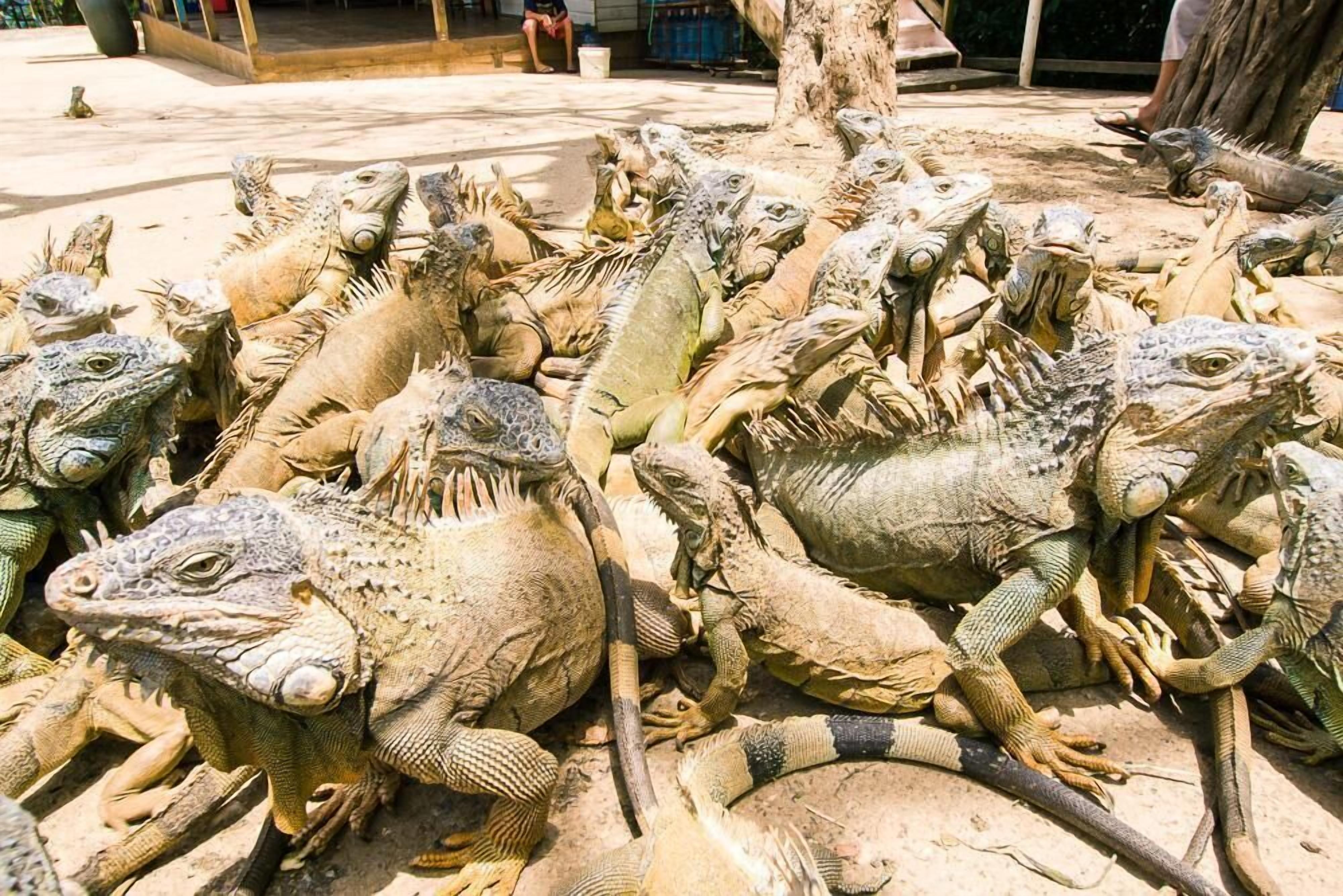 Um grupo de iguanas reunido perto de uma árvore, em ambiente externo.