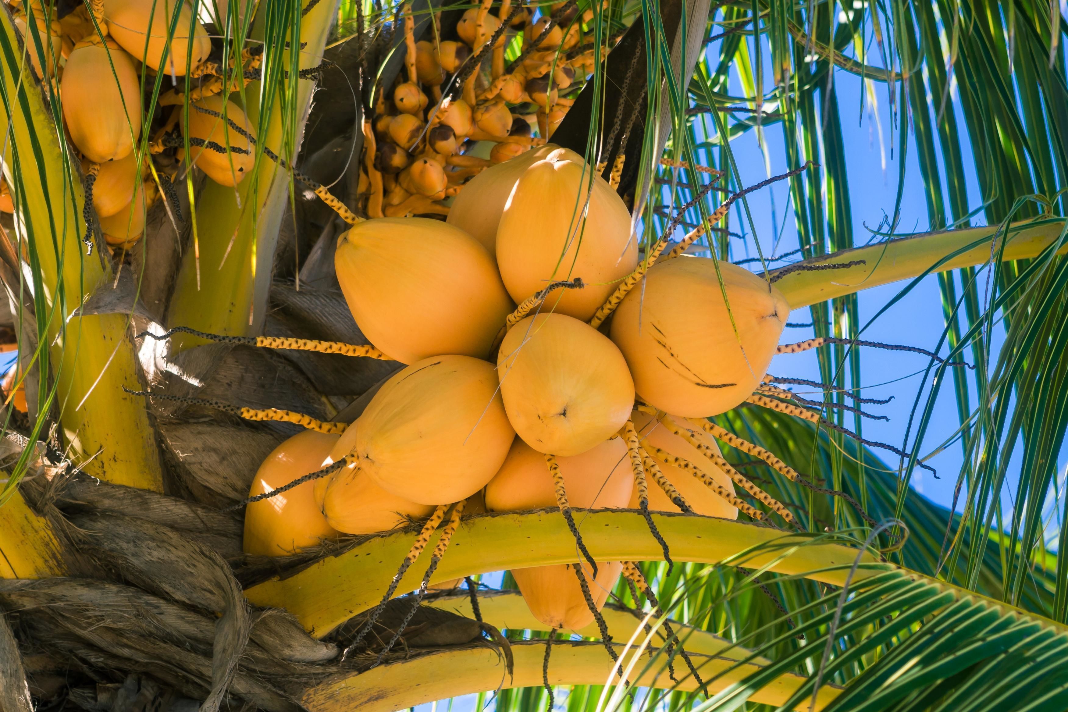 A palm tree with clusters of coconuts.