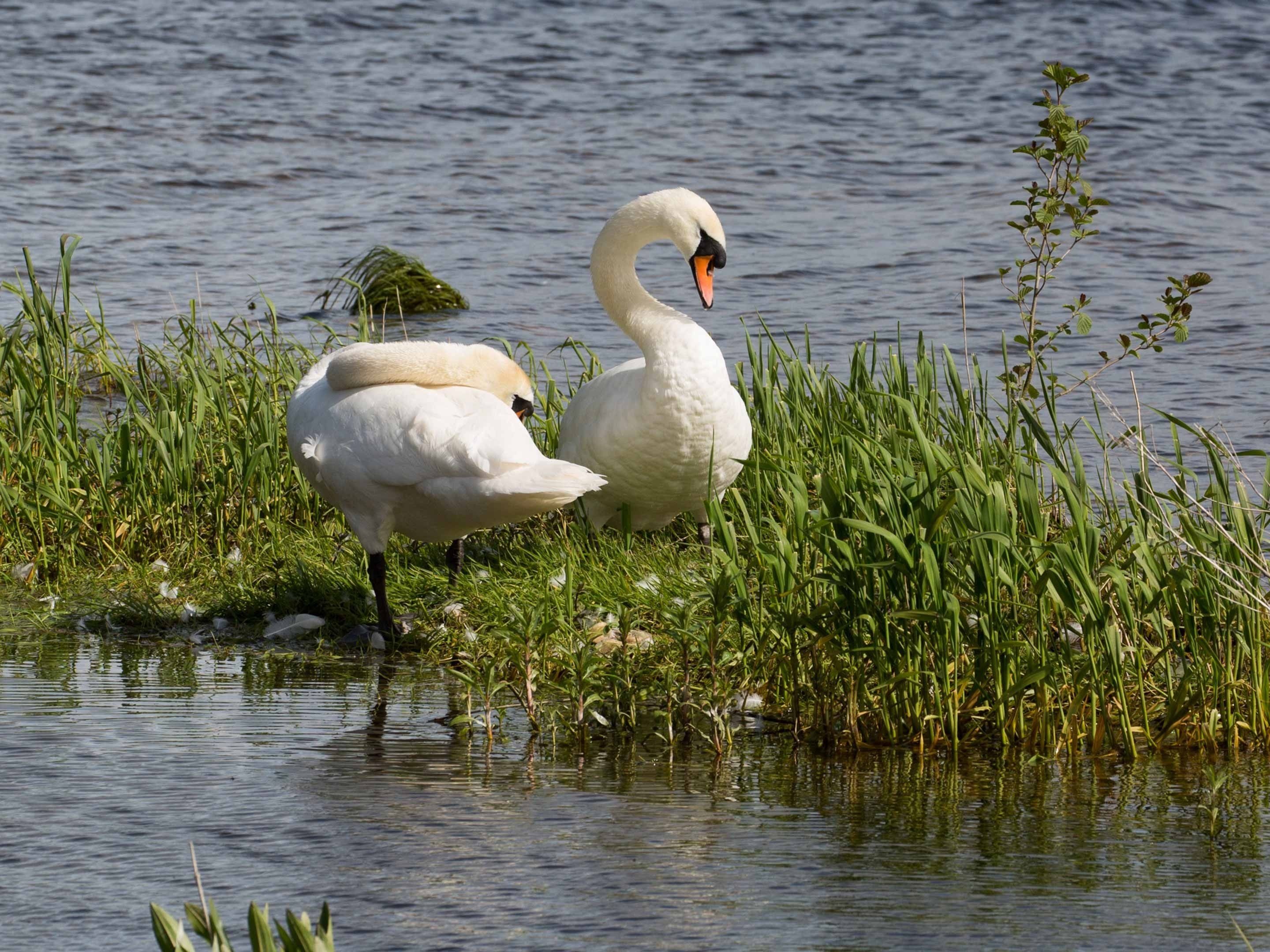 Dos cisnes de pie en aguas poco profundas, rodeados de follaje verde.
