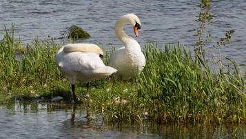Dos cisnes de pie en aguas poco profundas, rodeados de follaje verde.