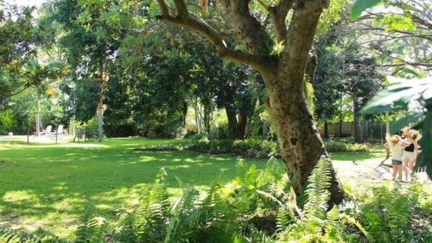 Een weelderige tuin met een grote boom, een gazon en een pad.