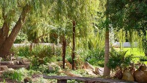 Een tuin met een grote boom, verschillende planten en een geplaveid pad.