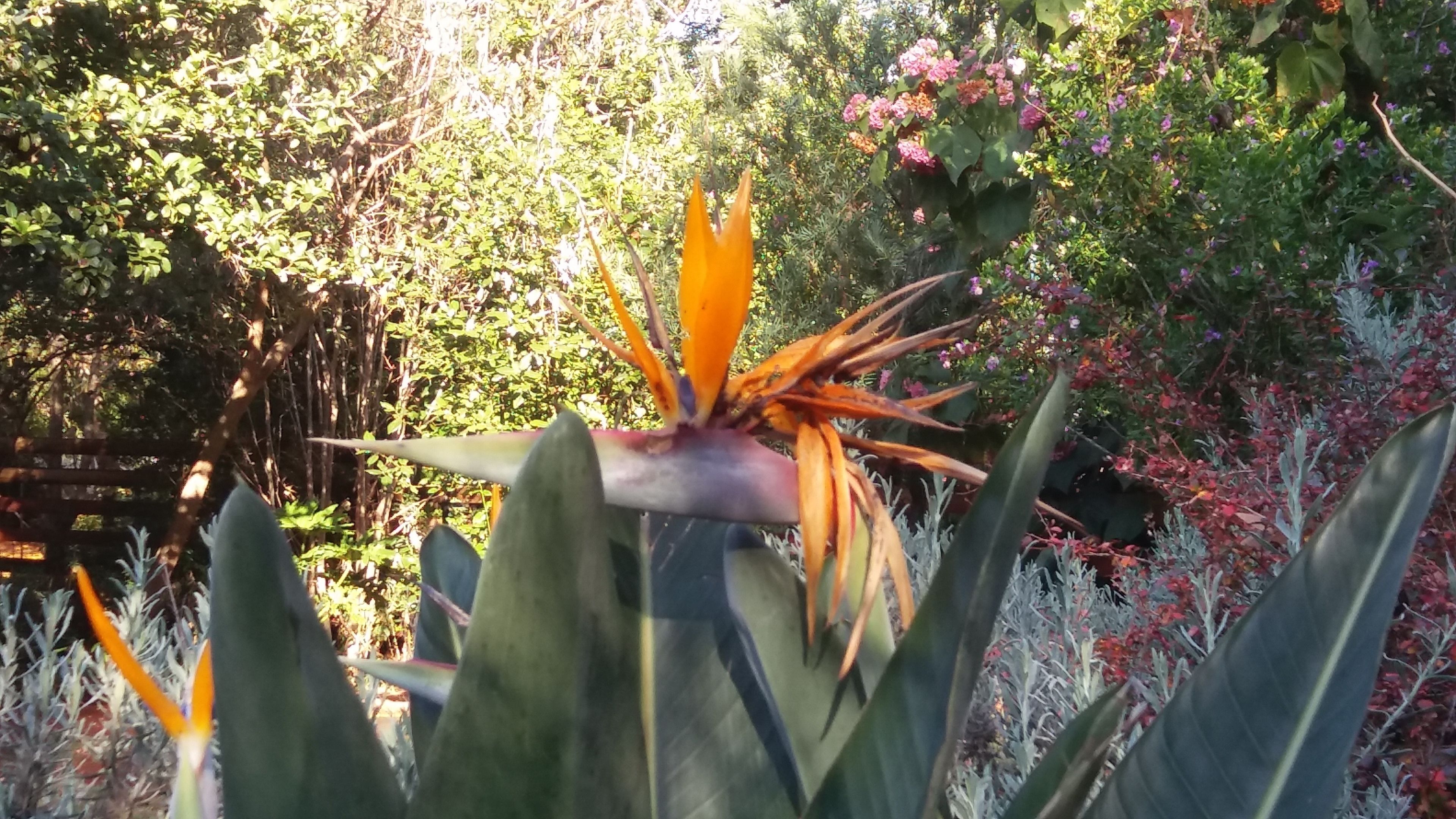 A bird of paradise flower surrounded by various green plants and foliage.