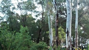 A pathway through a garden with trees and plants. - Woodland Gardens (Magaliesberg)