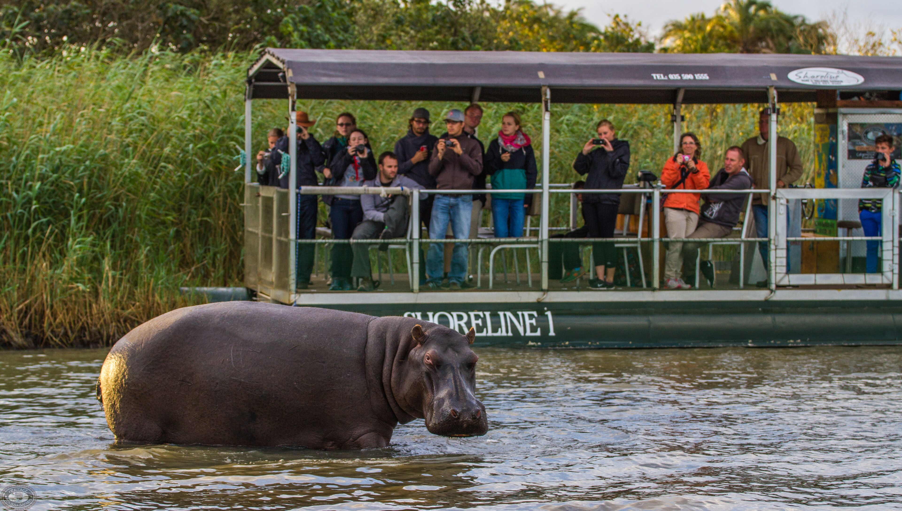 Un bateau transportant un groupe de personnes qui observent un hippopotame dans l’eau.
