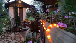A garden with a stone pathway, potted plants, and a wooden fence.