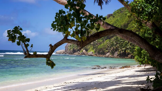 A beach with clear turquoise water, white sand, and a palm tree.