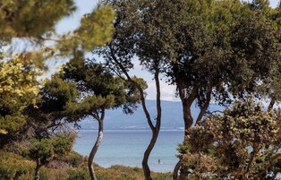 Un paisaje costero con árboles y vista al mar.