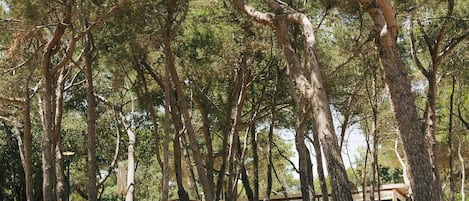 Zona d'estar a l'aire lliure apartada, amb mur de pedra i una banca, envoltada d'alzines altes.