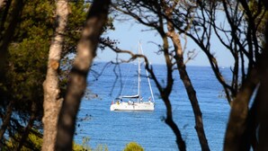 A sailboat on a calm sea, viewed through tree branches. - Le Domaine de la Mer (Hyères)