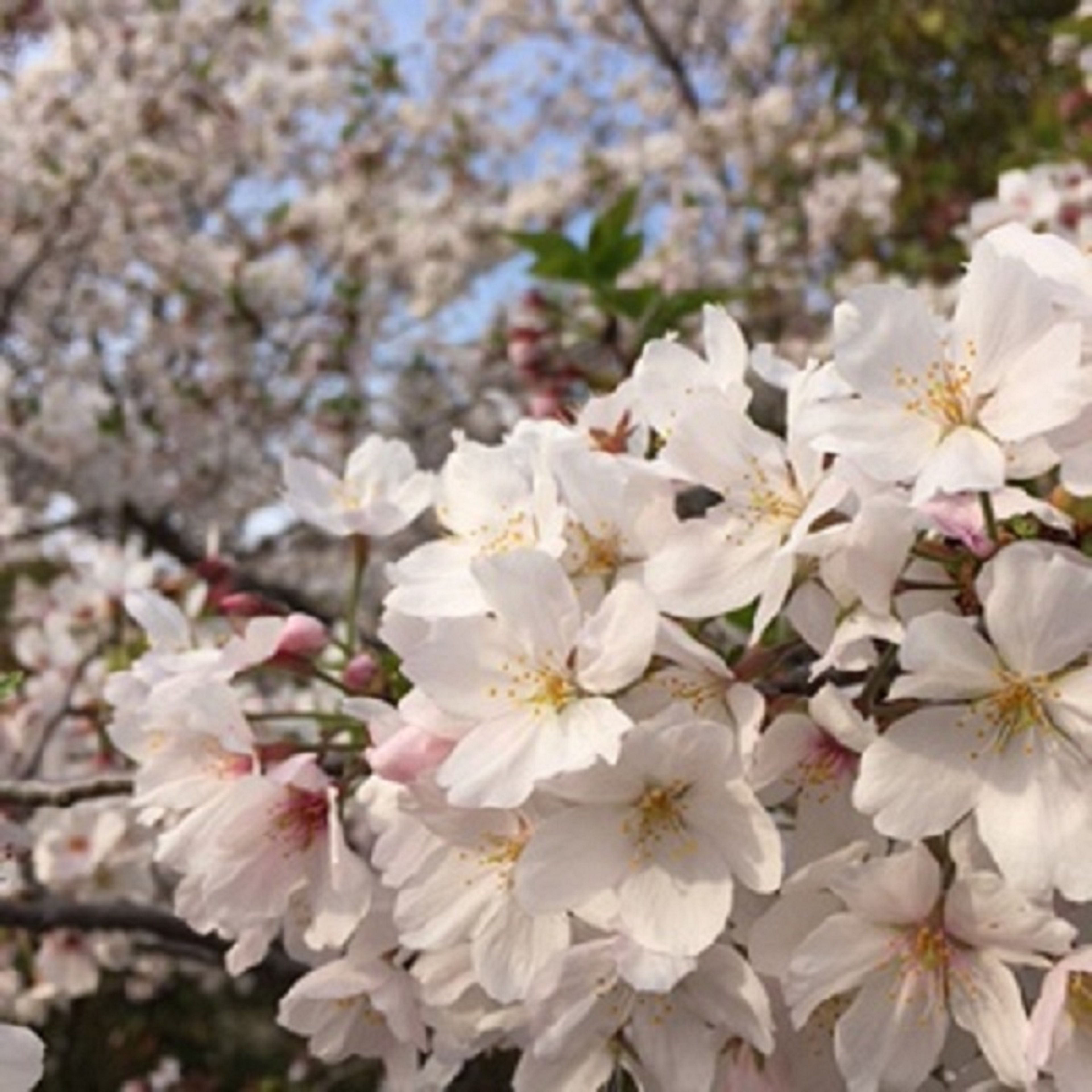 A close-up of white cherry blossoms with visible stamens and petals, set against a blurred background of more blossoms and green leaves.