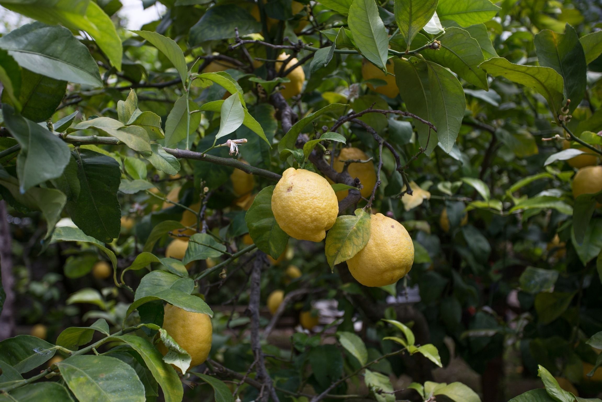 Foto - Relais Villa Anna