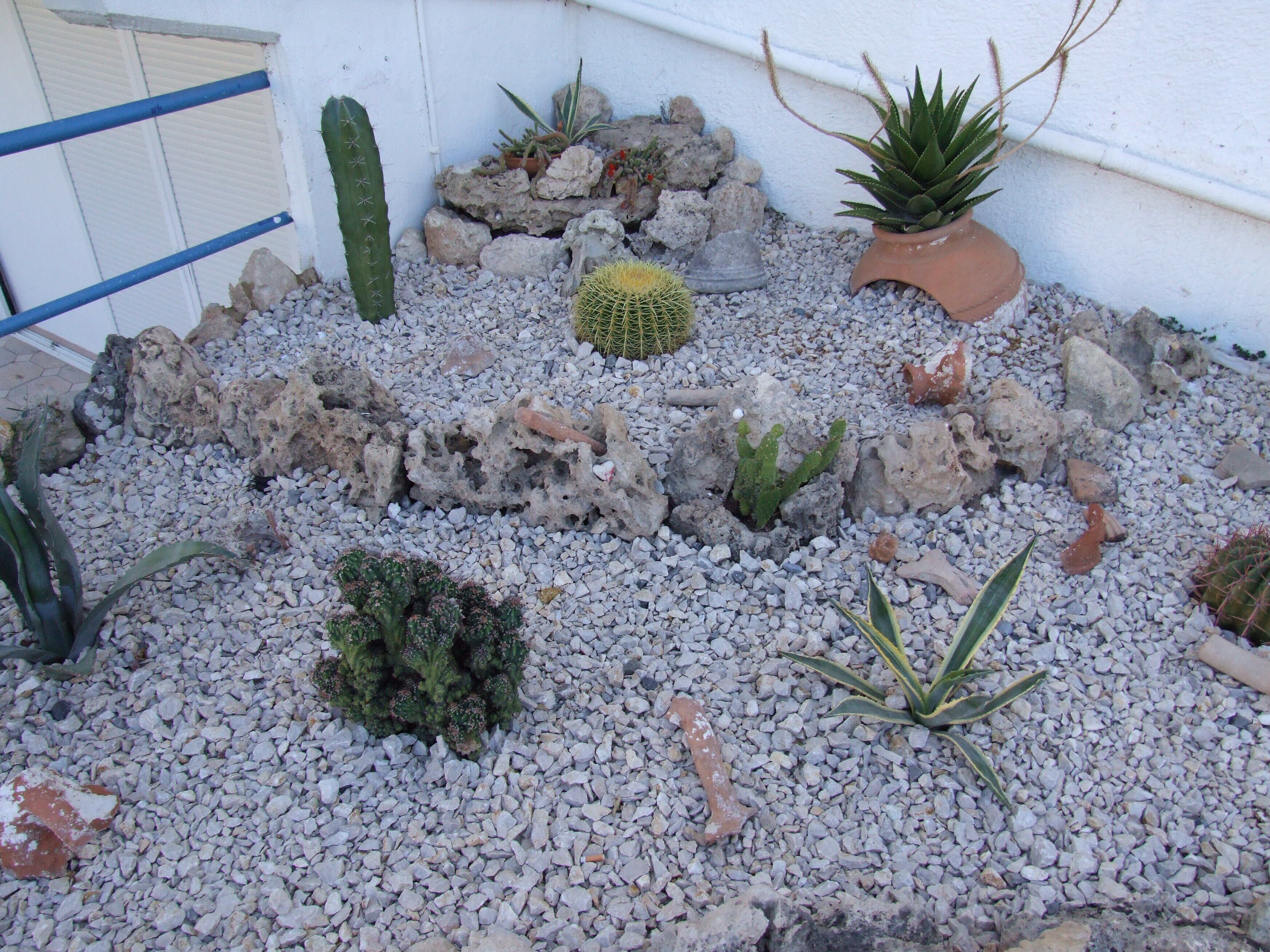 Un jardín de rocas con diversos cactus y suculentas.